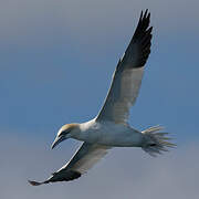 Northern Gannet