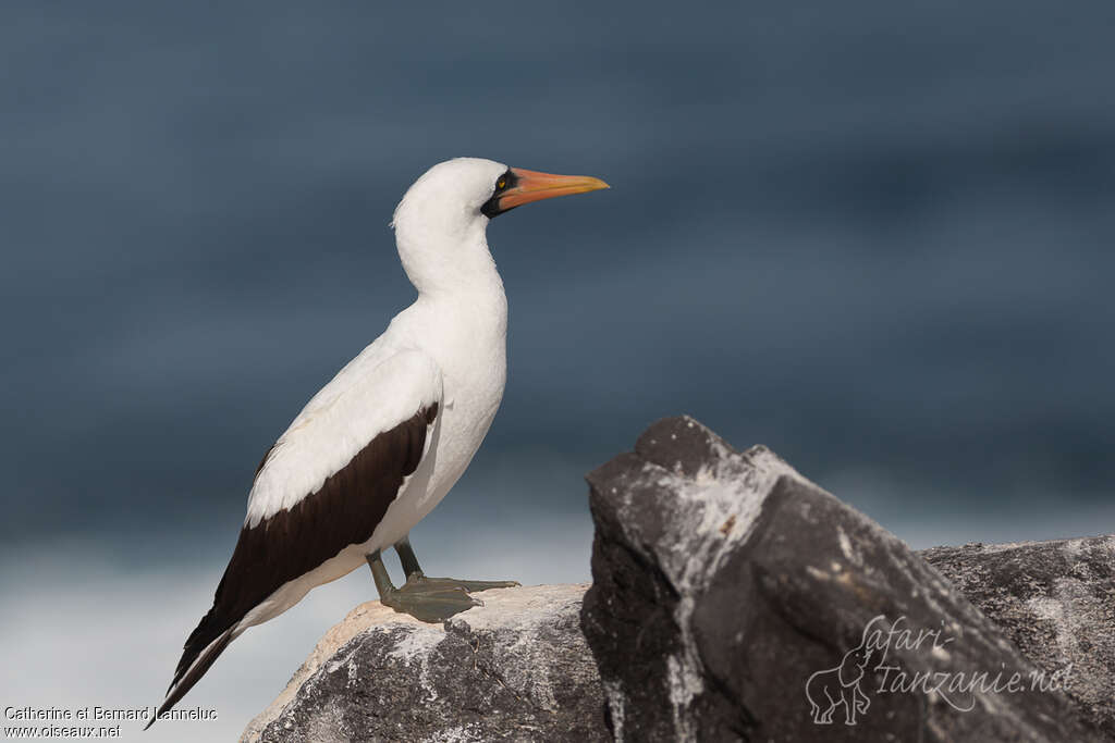 Nazca Boobyadult, identification