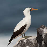 Nazca Booby