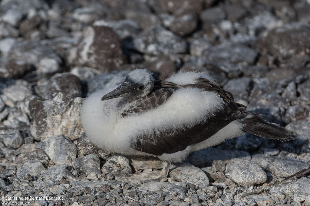 Nazca BoobyPoussin, camouflage, Reproduction-nesting