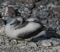 Nazca Booby