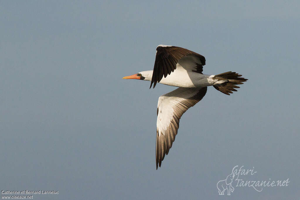 Nazca Boobyadult, Flight