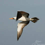 Nazca Booby