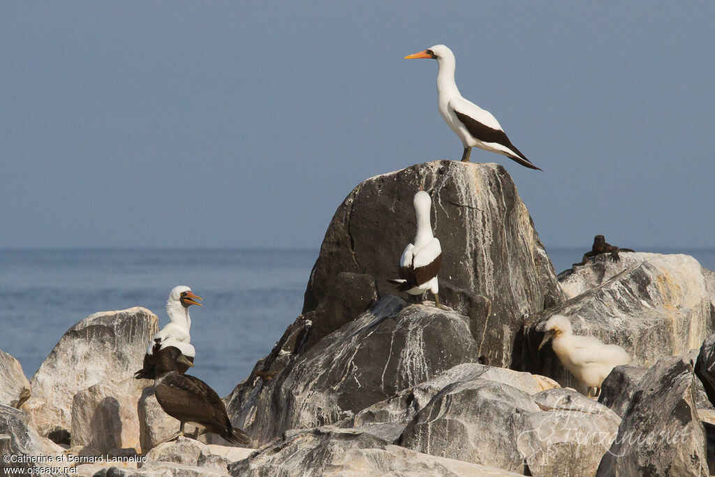 Nazca Booby, habitat