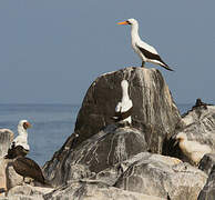 Nazca Booby