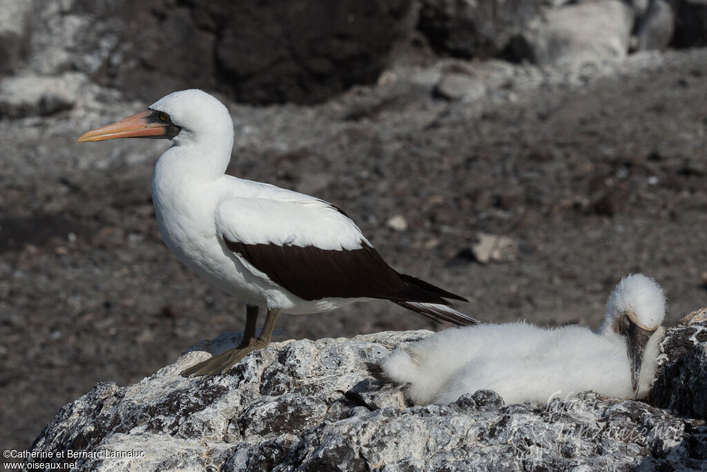 Nazca Booby, Behaviour