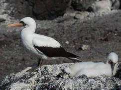 Nazca Booby