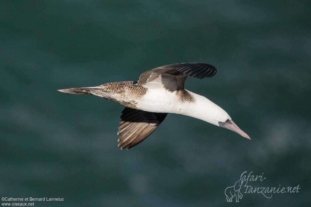 Peruvian Boobyadult, Flight