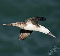 Peruvian Booby