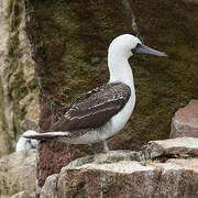 Peruvian Booby