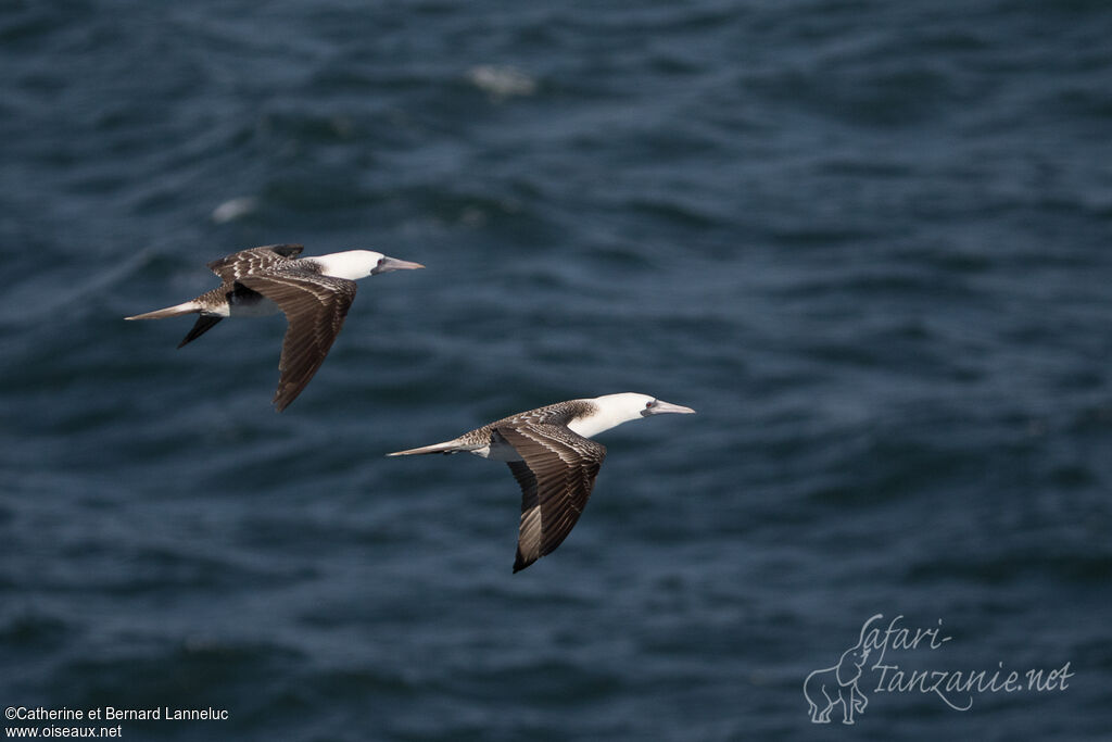 Peruvian Booby, Flight