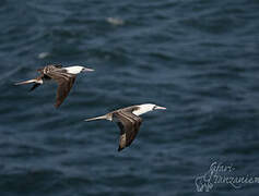 Peruvian Booby