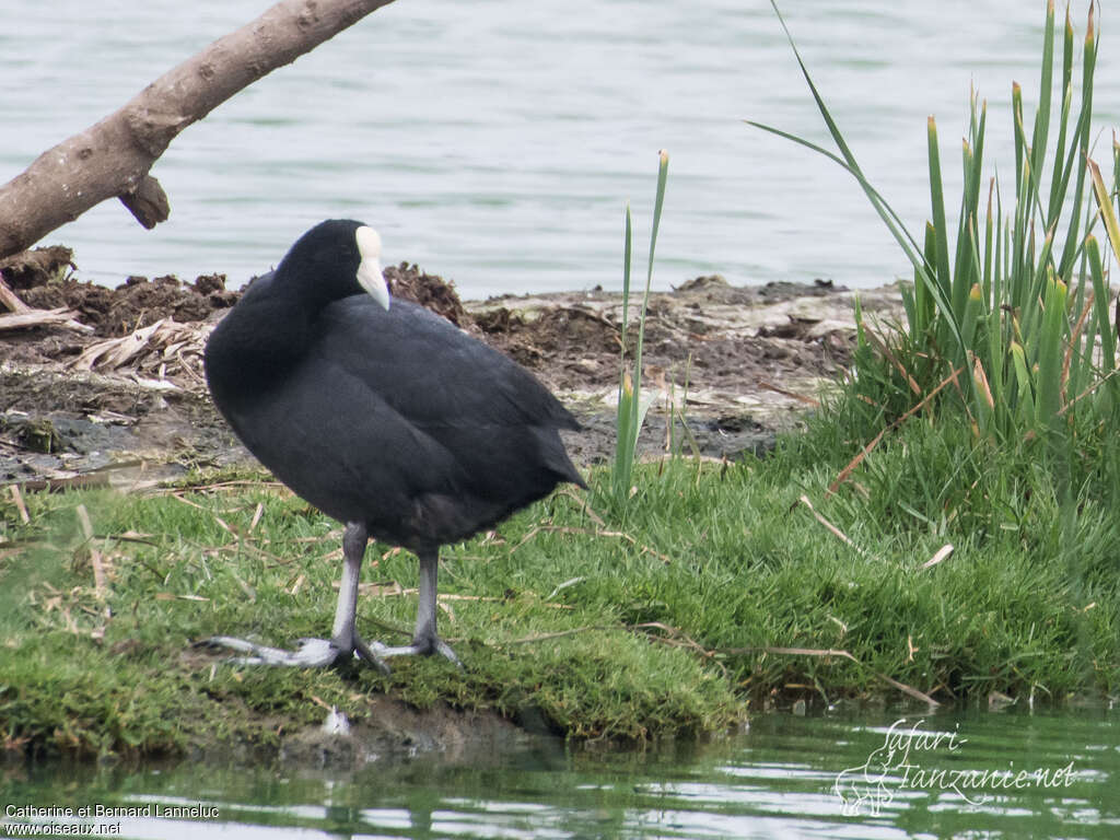 Andean Cootadult, habitat, pigmentation