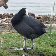 Andean Coot