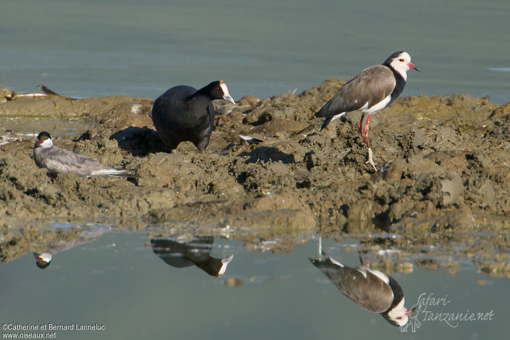 Red-knobbed Coot