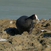 Red-knobbed Coot