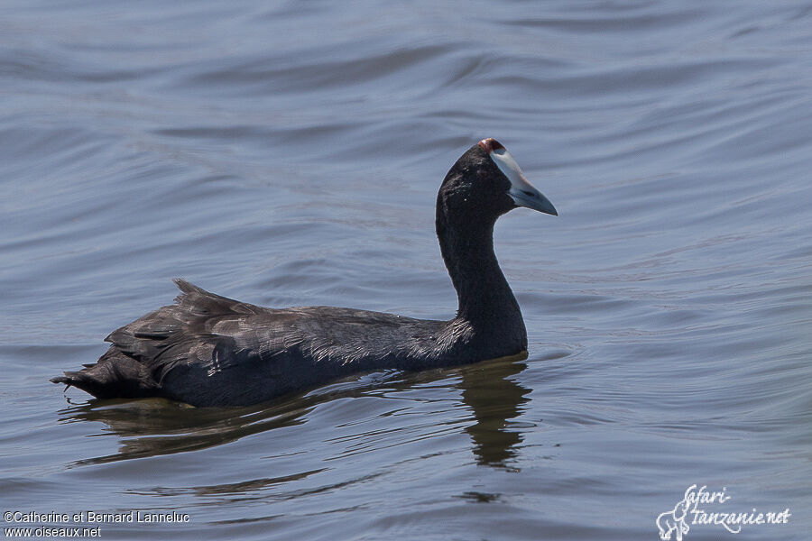 Foulque caronculéeadulte, identification