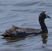 Red-knobbed Coot