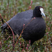 Red-knobbed Coot