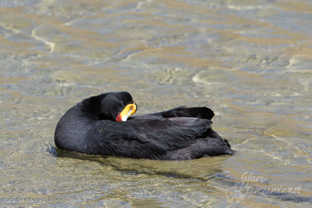 Giant Cootadult, care