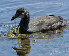 Giant Coot