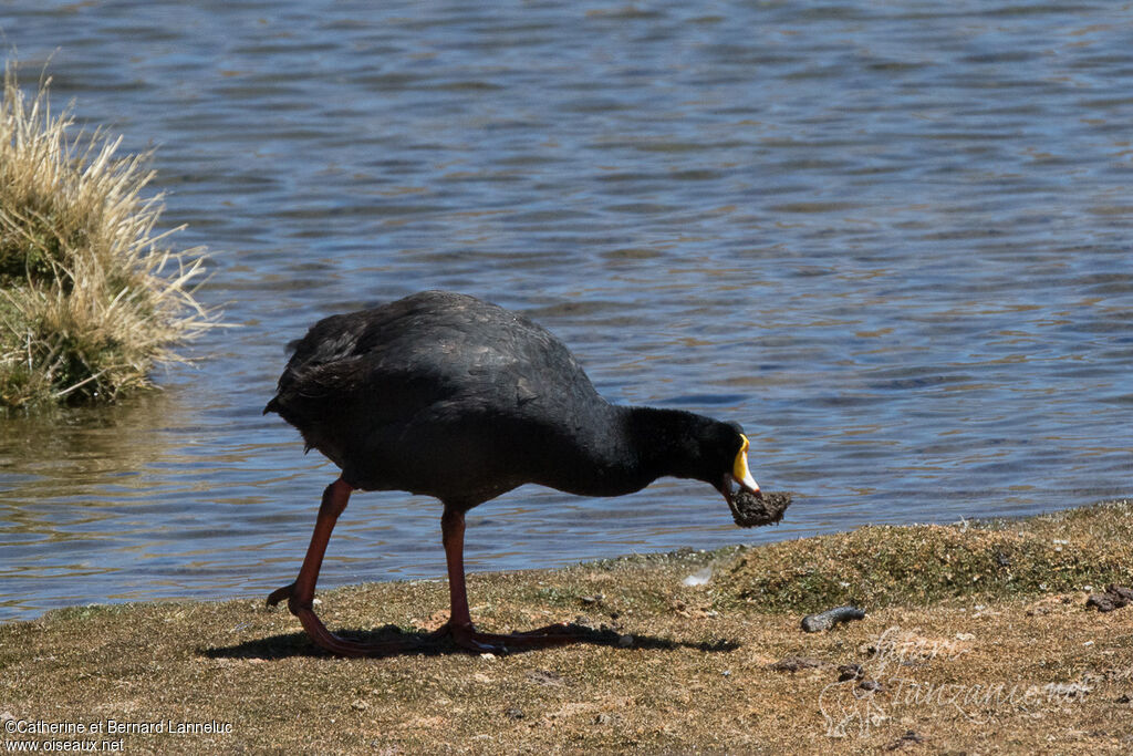 Giant Cootadult, Reproduction-nesting