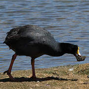 Giant Coot