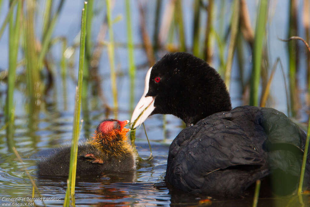 Eurasian Coot, Reproduction-nesting