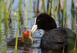 Eurasian Coot