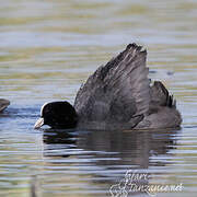 Eurasian Coot