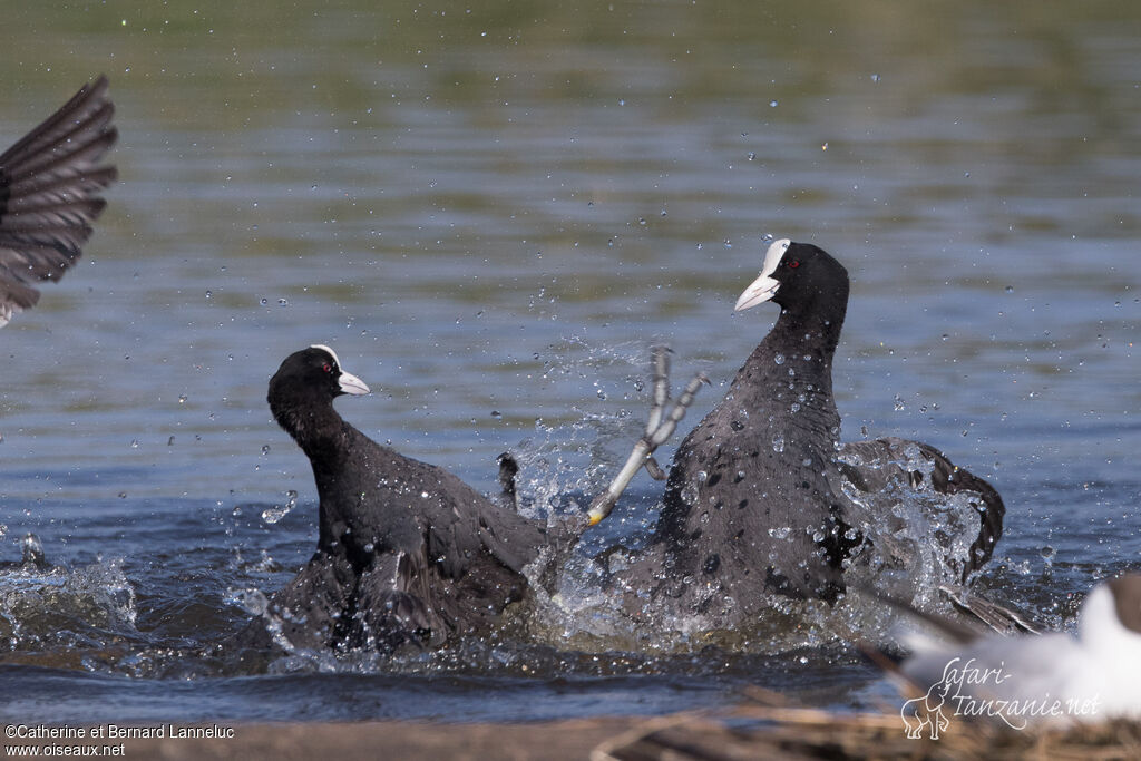 Eurasian Cootadult, Behaviour