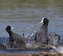 Eurasian Coot