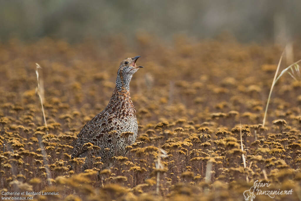 Francolin à ailes grisesadulte, identification