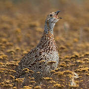 Francolin à ailes grises