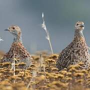 Grey-winged Francolin