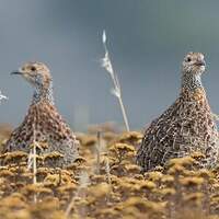 Francolin à ailes grises