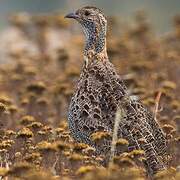 Grey-winged Francolin