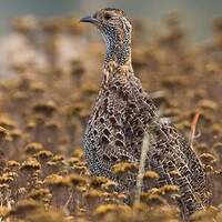 Francolin à ailes grises