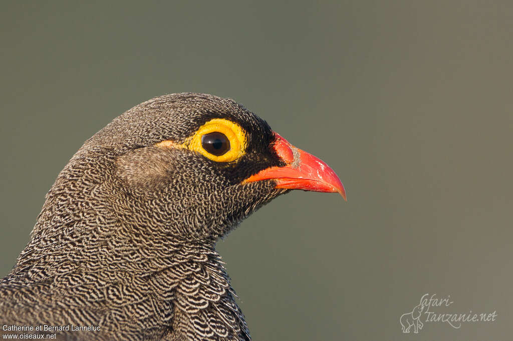 Francolin à bec rougeadulte, portrait, composition