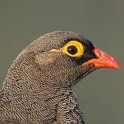 Francolin à bec rouge