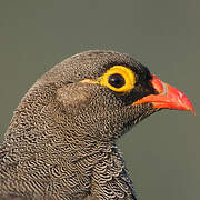 Red-billed Spurfowl