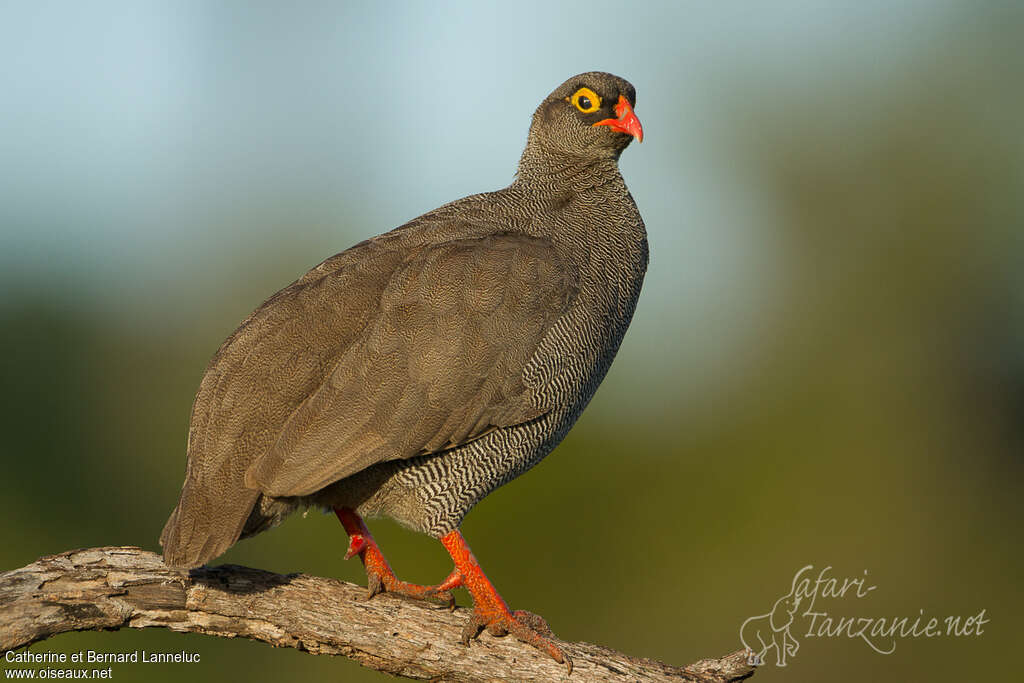 Red-billed Spurfowl male adult, identification