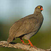 Francolin à bec rouge