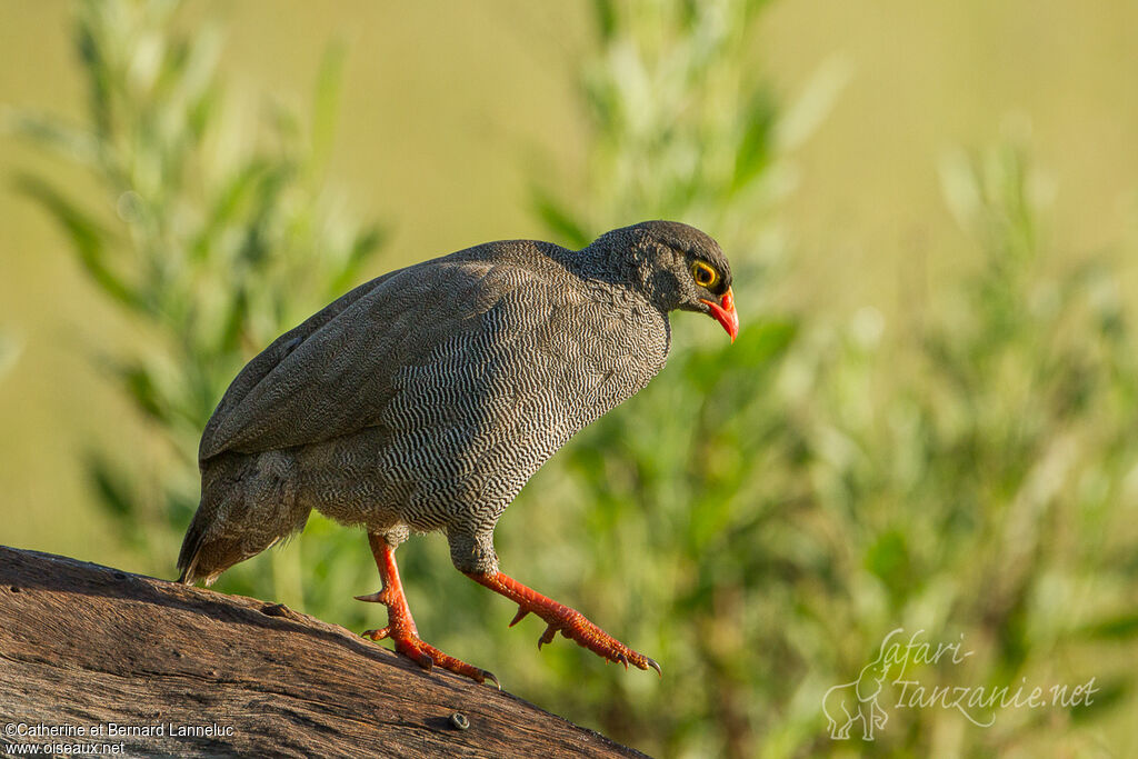 Red-billed Spurfowladult, Behaviour