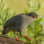 Francolin à bec rouge