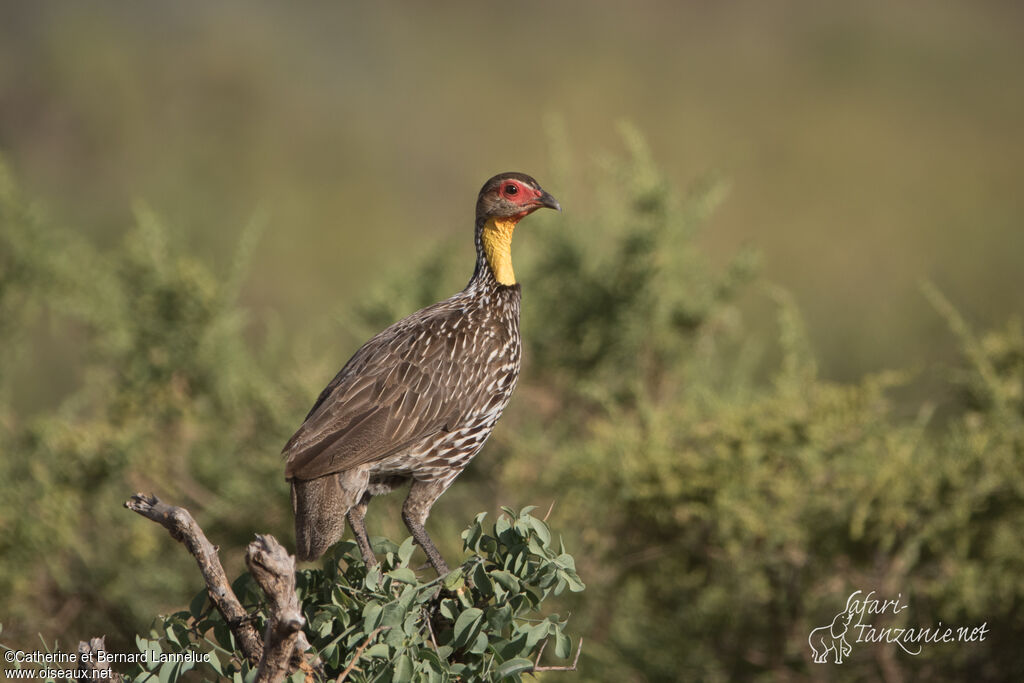 Yellow-necked Spurfowladult, identification