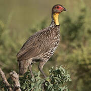 Francolin à cou jaune