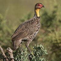 Francolin à cou jaune