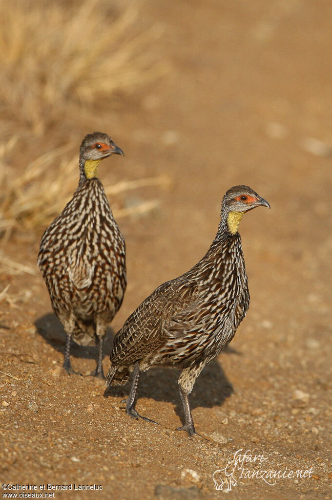 Francolin à cou jauneadulte