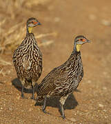 Francolin à cou jaune